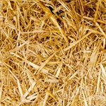 Don’t Give Up On Your Dreams; Unless They Ask You To Intentionally Give Yourself a Concussion