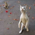 Selling With Emotional Impact – Maximizing Your Prospect’s Buying Experience